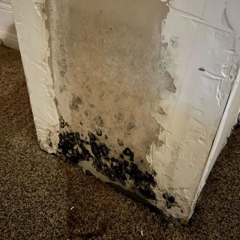 Professional Mold Removal in Centerville, OH